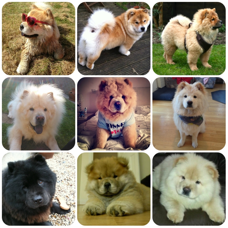chow_chow_collage
